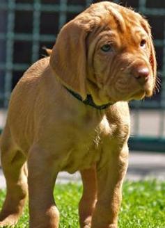 female vizsla puppy