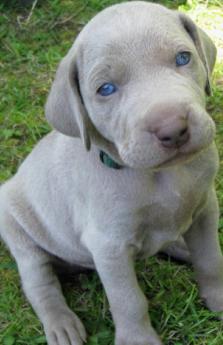 female weimaraner puppy