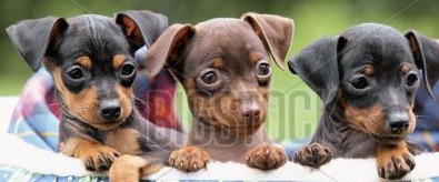 german pinscher puppy