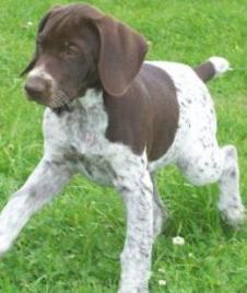 german pointer dog