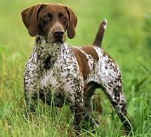german pointer picture