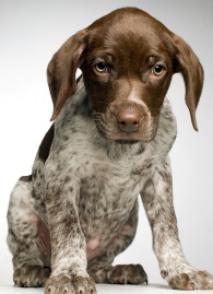 german pointer puppies