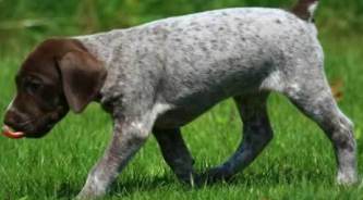 german pointer puppy