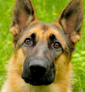 akc german shepherd