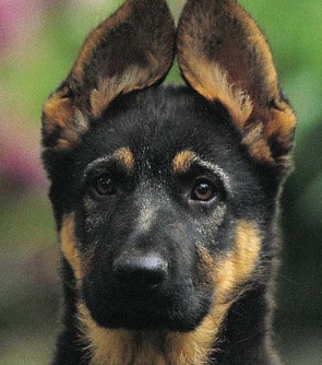 black german shepherd