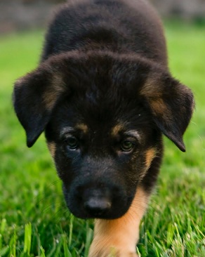 cute german shepherd