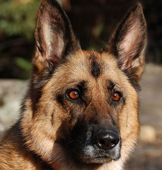 german shepherd dog