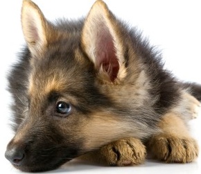 german shepherd pic