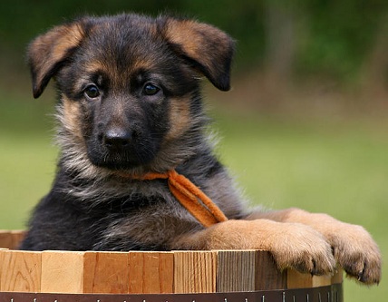 german shepherd picture
