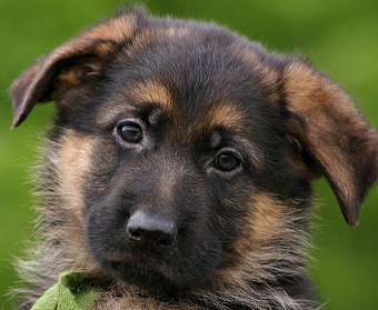 german shepherd pup