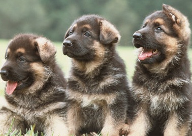 german shepherd puppies
