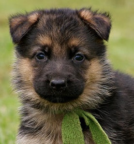 german shepherd puppy
