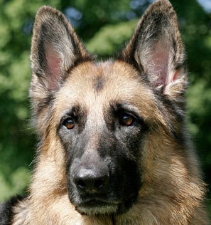 german shepherd