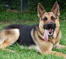 happy german shepherd dog