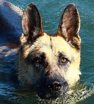 swimming german shepherd
