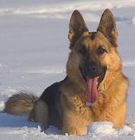 german shepherd dog