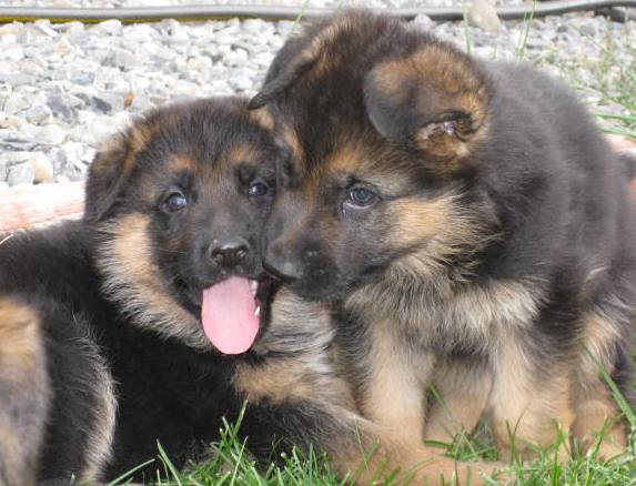 german shepherd puppies