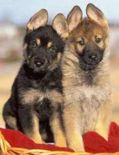 german shepherd puppies