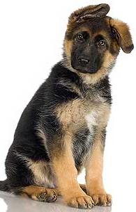 german shepherd puppy