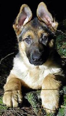 shepherd puppy