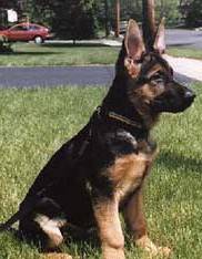 german shepherd puppy