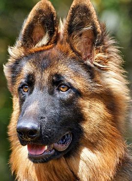 akc german shepherd