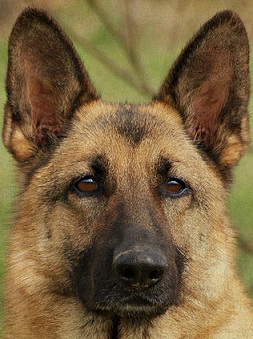 beautiful german shepherd