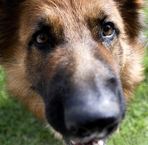 curious german shepherd