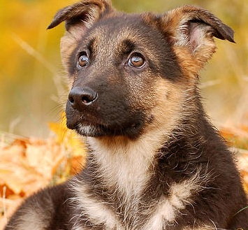 cute german shephard