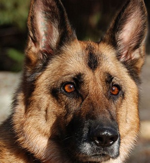 german shepherd dog