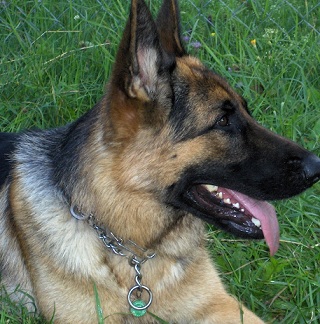 german shepherd picture