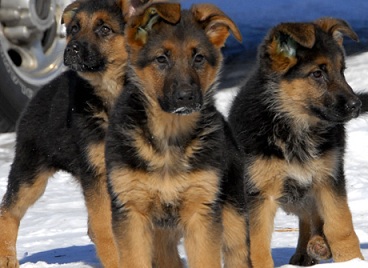 german shepherd puppies