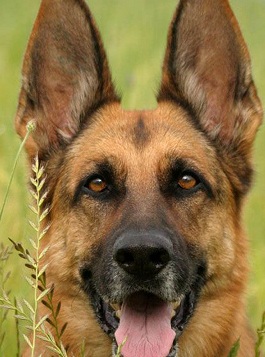 german shepherd