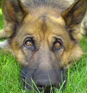 happy german shepherd