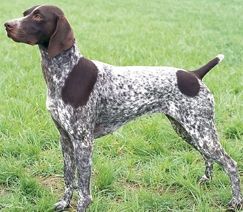 german shorthaired dog