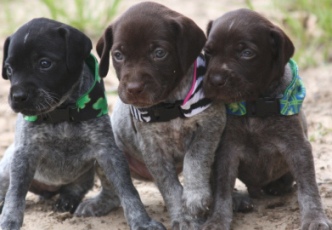 german shorthaired pointer puppies