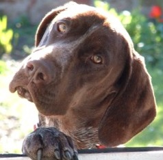 german shorthaired pointer