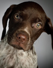 german shorthaired puppy