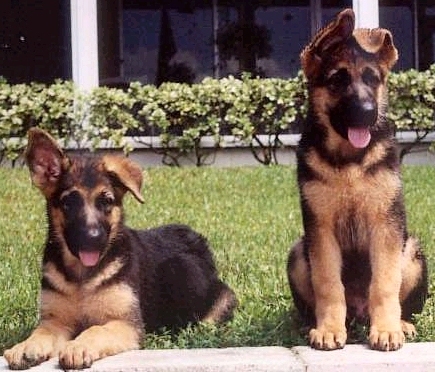 shepherd puppies