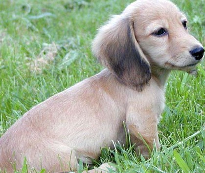 gold dachshund puppy