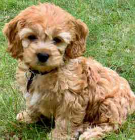 golden cockapoo puppy