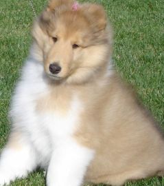 golden collie puppy