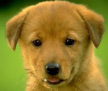 golden labrador