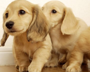 golden retriever dog