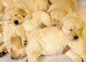 golden retriever puppies