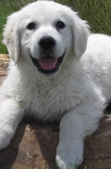 golden retriever puppy