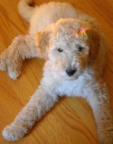 goldendoodle dog