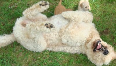 goldendoodle picture