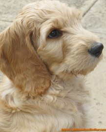 goldendoodle puppies photo