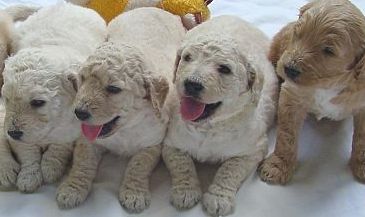 goldendoodle puppies